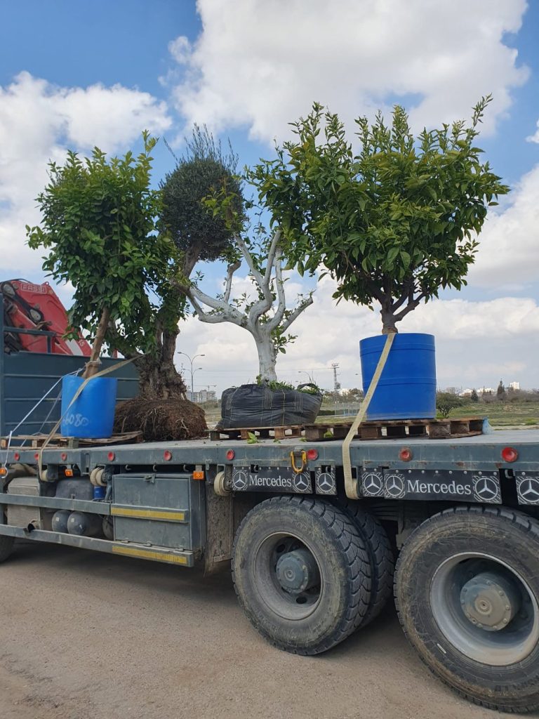 משאית מנוף עם עצים בוגרים