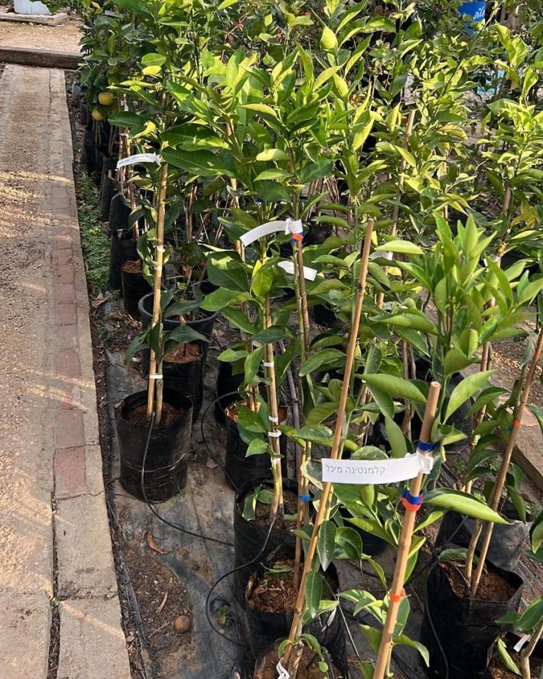שתילי עצי הדר מתויגים במשתלת עדי